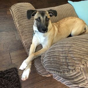 Meet your Posher, Brian